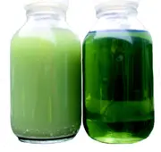 Two jars illustrating CJC filtration results: water-polluted, cloudy fluid on the left and clean, clarified fluid on the right