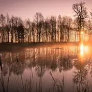 Trees reflected in calm water at sunrise, representing environmental impact and sustainability.